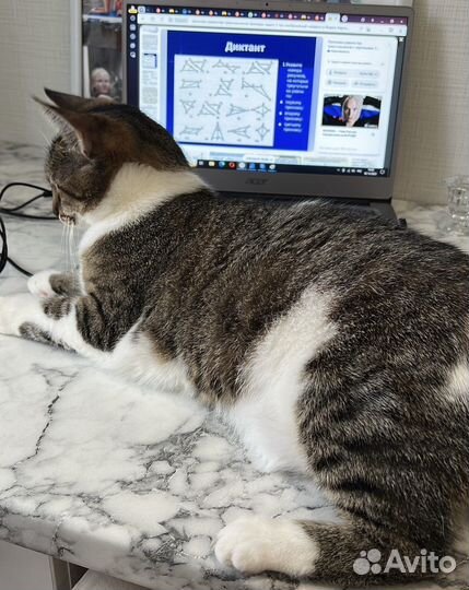 Репетитор по математике онлайн