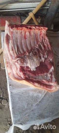 Мясо свинина