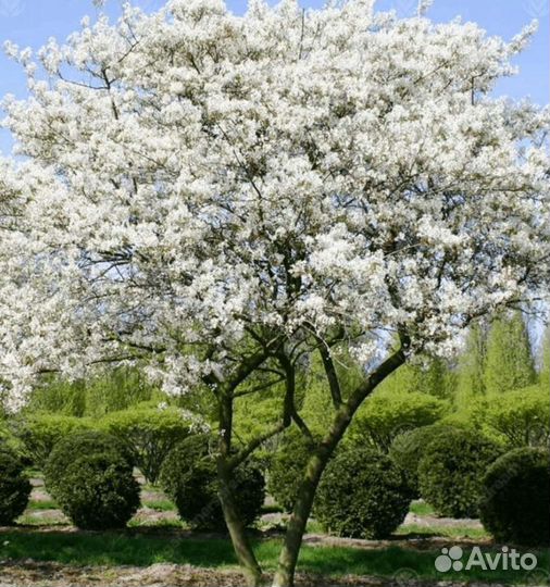 Ирга ламарка