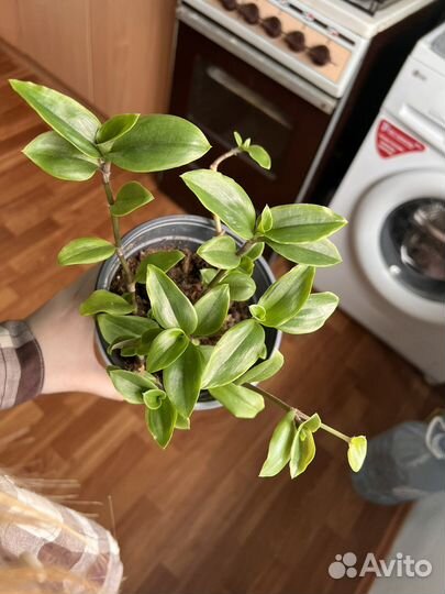 Традесканция