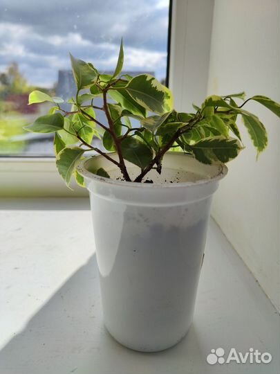 Фикус бенджамина