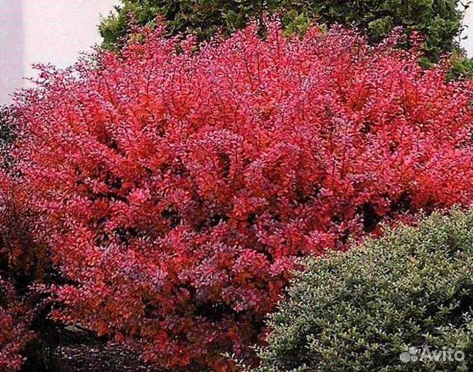 Многолетние кустарники