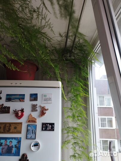 Аспарагус перистый