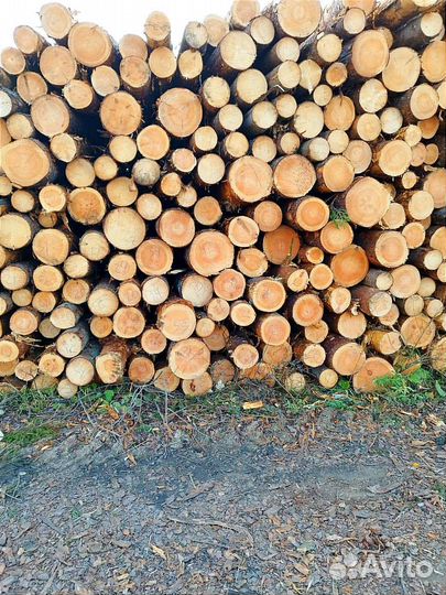 Лес кругляк