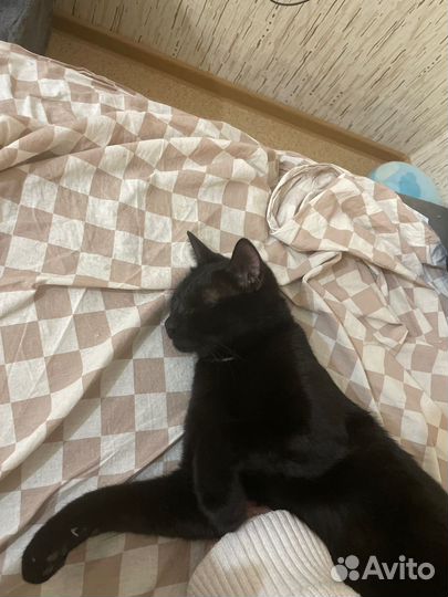 Кот в добрые руки