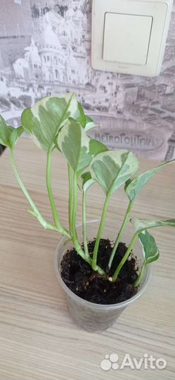 Сциндапсус эпипремнум