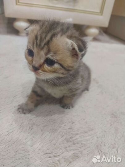 Шотландская вислоухая кошка