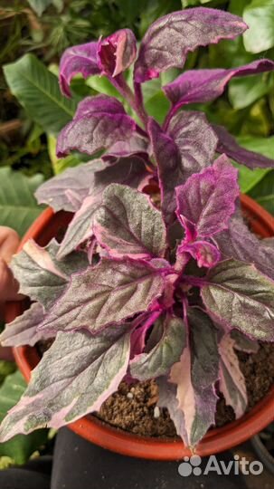 Альтернатера, Гинура, Пилея