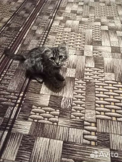 Котенок девочка в добрые руки