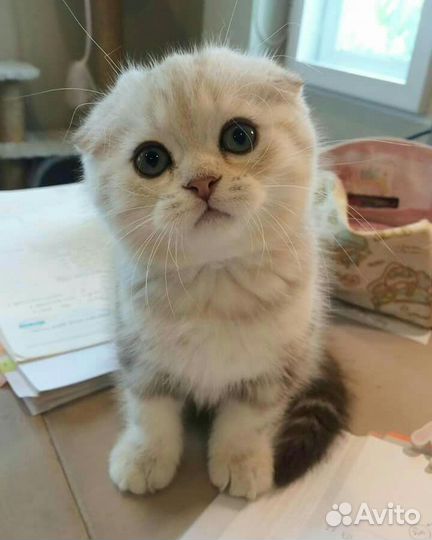 Шотландские вислоухие котята