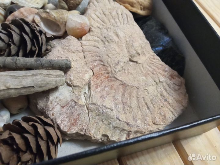 Природные материалы для поделок