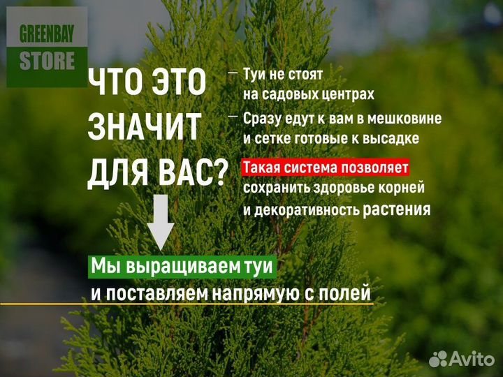 Туи смарагд 1,8 метра свежая копка 2023