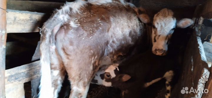 Корова с теленком