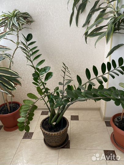 Комнатные растения цветы