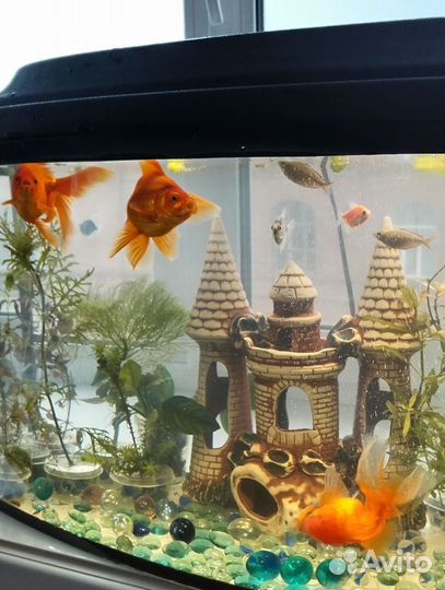 Золотые рыбки в большой аквариум