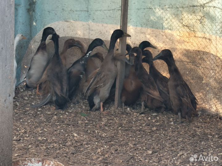 Утки индийский бегунок