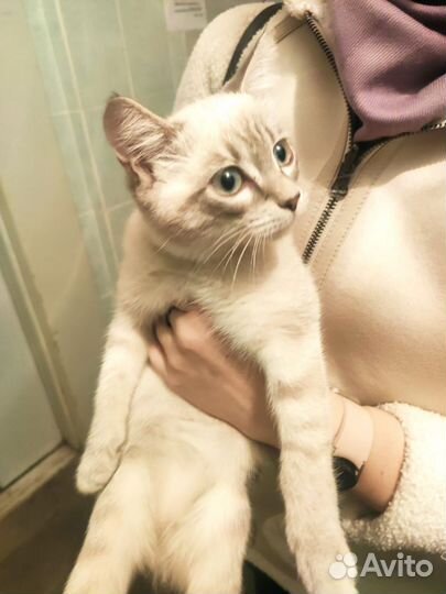 Котик-потеряшка в добрые руки