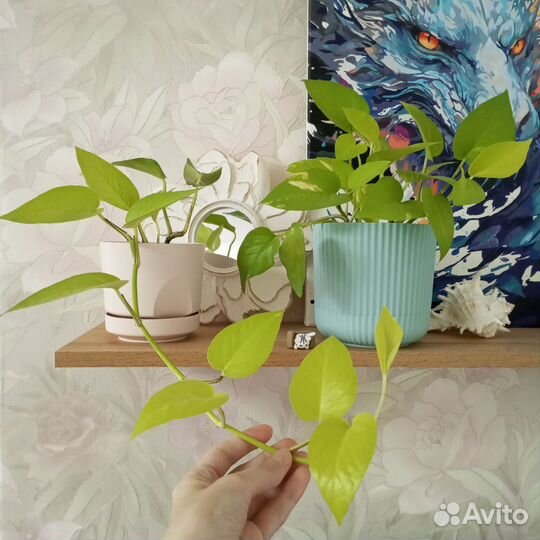 Эпипремнум Неон / Сциндапсус / Комнатные растения