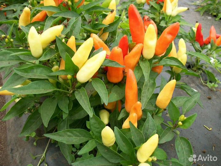 Комнатный перец полуострый и острый