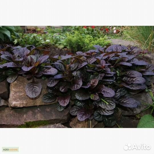 Многолетник. Живучка ползучая