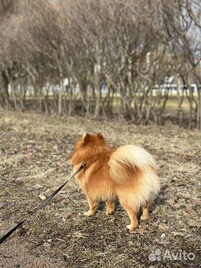 Вязка шпиц кобель