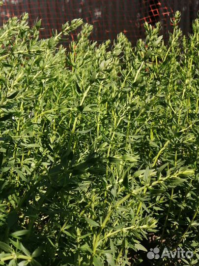 Иссоп лекарственных бронхит, астма