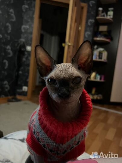 Канадский сфинкс