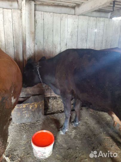 Корова дойная