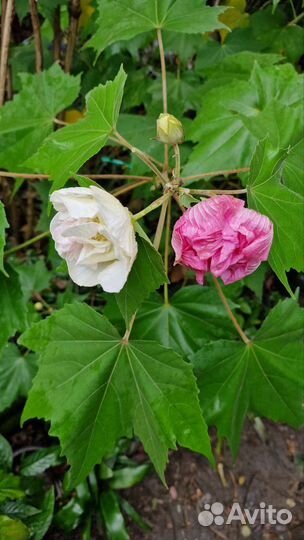 Гибискус изменчивый зимостойкий 2 сорта