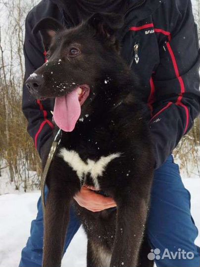 Собака в добрые руки лайка