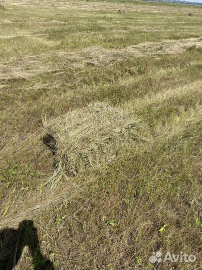 Сено луговое