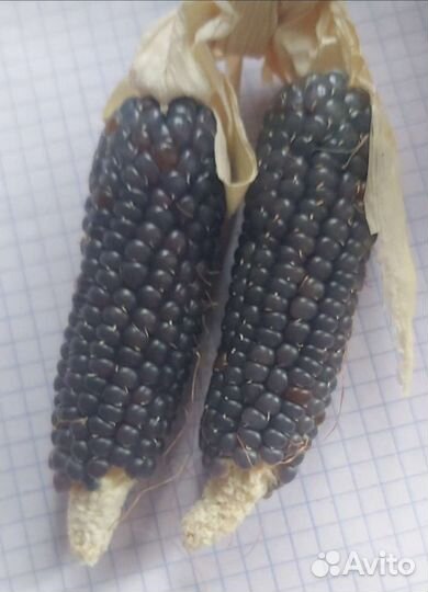 Кукуруза чёрный попкорн