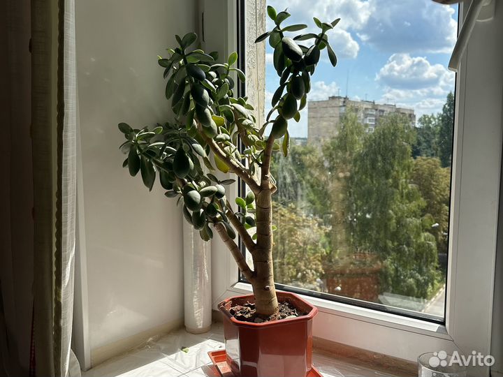 Толстянка Денежное дерево