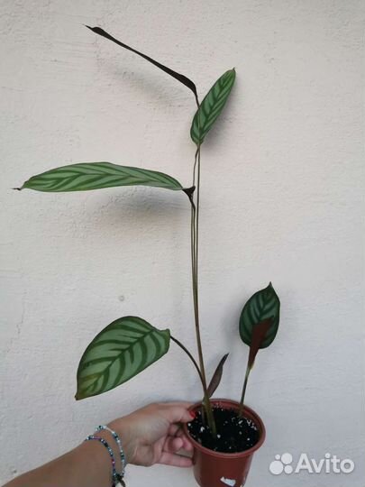 Калатея ктенанта