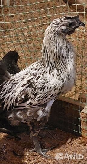 Молодые петухи лакендази