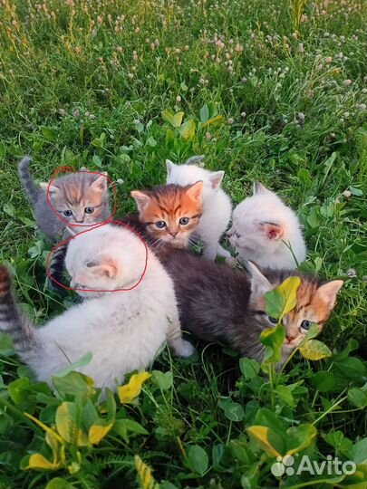 Котята домашние