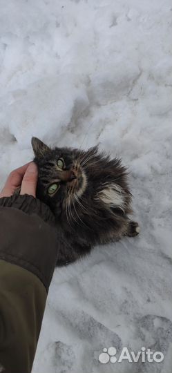 Кошечка в добрые руки бесплатно