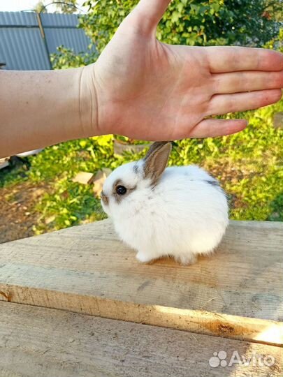 Карликовый кролик