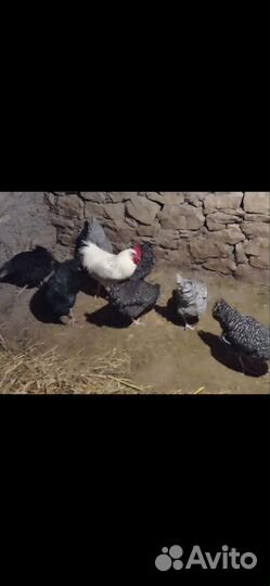 Куры петухи