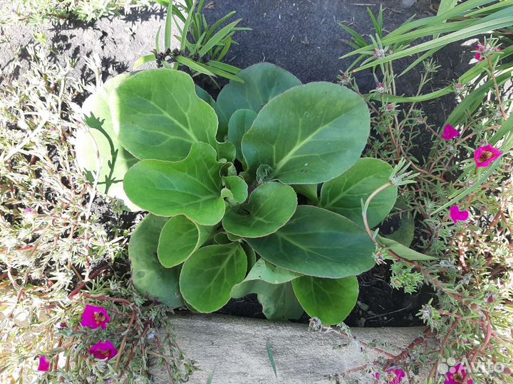 Хоста, бадан