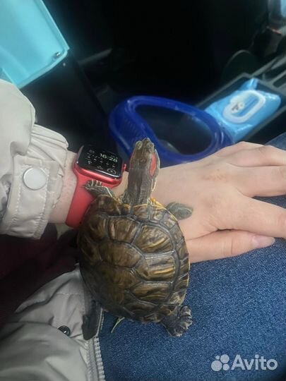 Отдам в добрые руки черепаху