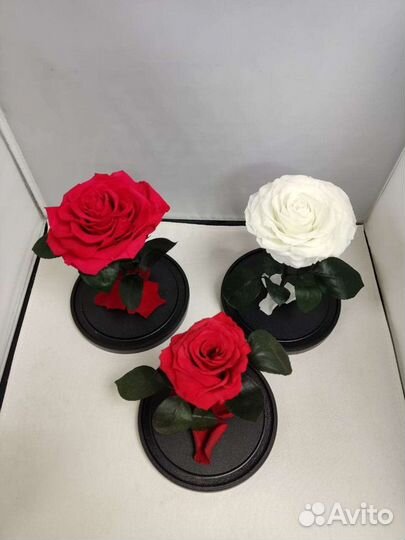 Роза в колбе оптом и в розницу