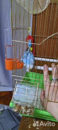 Волнистый попугай с клеткой