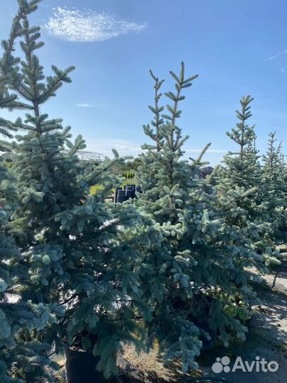 Сосна / Ель / Кедр осенняя зимняя посадка