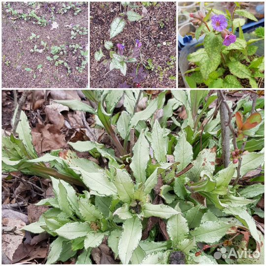 Pulmonaria