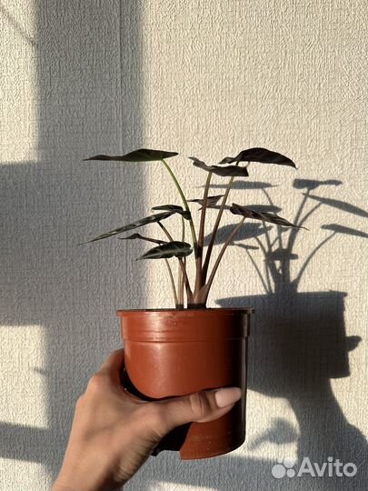 Алоказия бамбино