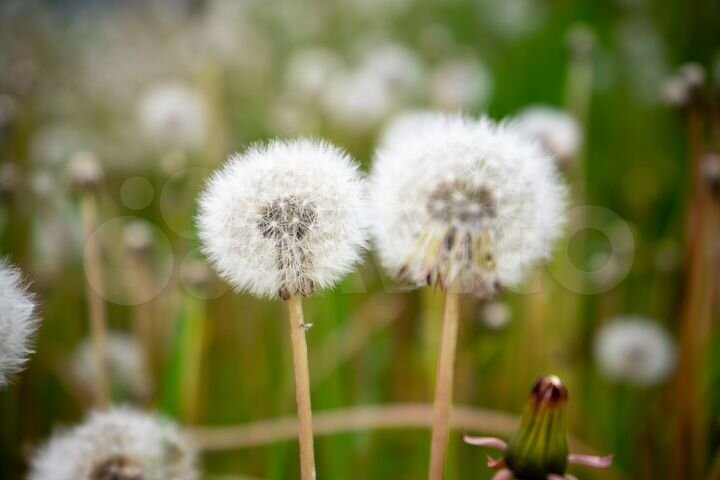 Участок 10 сот. (СНТ, ДНП)