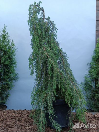 Можжевельник Хортсманн Horstmann