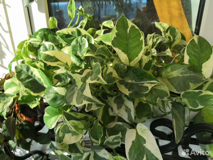 Эпипремнум (сциндаптус) сорт N’joy (Н-джой)