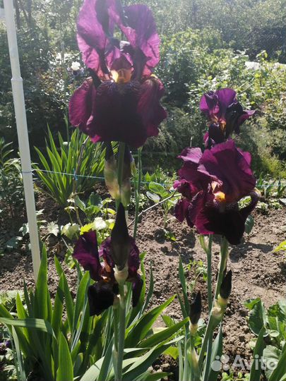 Ирисы бородатые